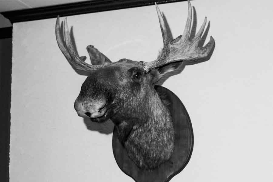  -Taxidermy.jpg